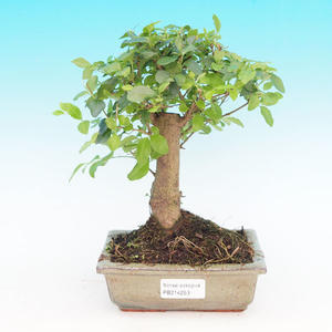 Pokojová bonsai - Ptačí zob PB214253