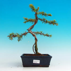 Venkovní bonsai -Cedr libanonský stříbrný VB14254