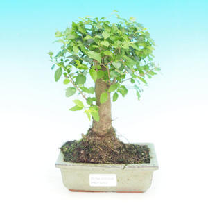 Pokojová bonsai - Ptačí zob PB214254