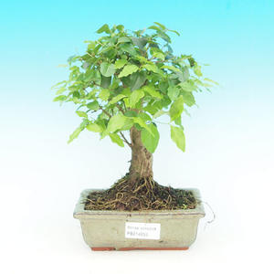 Pokojová bonsai - Ptačí zob PB214255