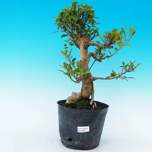 Venkovní bonsai -Cedr libanonský stříbrný VB14255