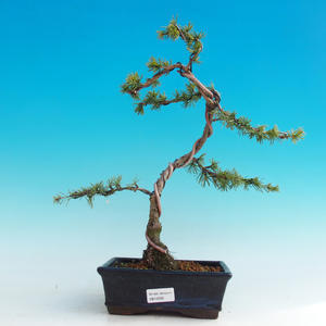 Venkovní bonsai -Cedr libanonský stříbrný VB14256