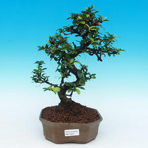 Pokojová bonsai - Ptačí zob PB214257