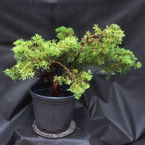 Jalovec - Juniperus sabina NO-25