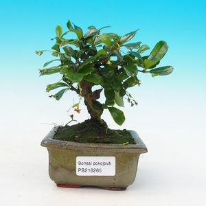 Ulmus parviflora - Pokojový jilm PB214265