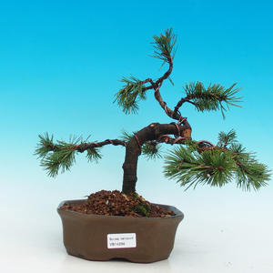 Podocarpus- kamenný tis PB214266