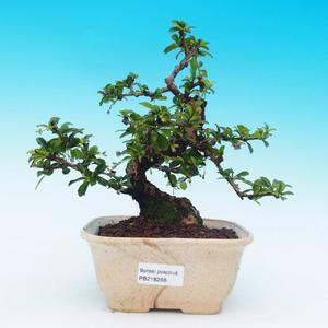 Pokojová bonsai - Carmona macrophylla PB216268