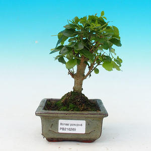 Podocarpus- kamenný tis PB214268