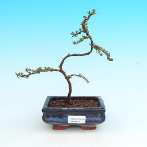 Podocarpus- kamenný tis PB214270