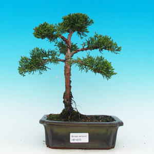 Podocarpus- kamenný tis PB214271