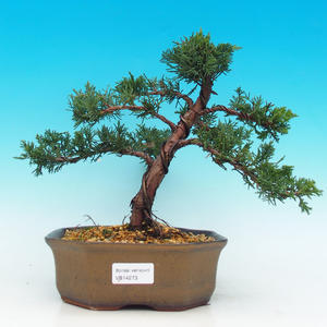 Podocarpus- kamenný tis PB214272