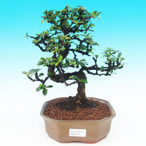 Pokojová bonsai - Carmona macrophylla PB215276