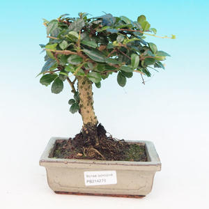 Pokojová bonsai - Carmona macrophylla PB214126