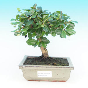 Pokojová bonsai - Carmona macrophylla PB214277