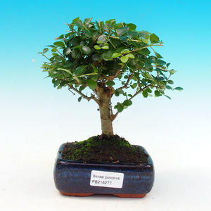 Pokojová bonsai -Ligustrum retusa - malolistý ptačí zob PB216277