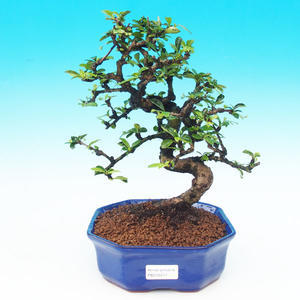 Pokojová bonsai - Carmona macrophylla PB215277