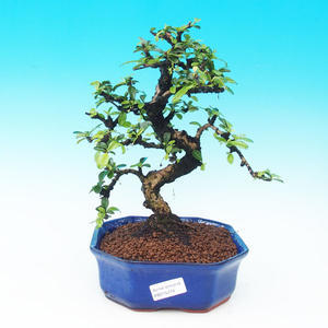 Pokojová bonsai - Carmona macrophylla PB215278