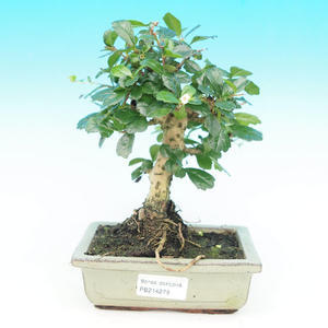 Pokojová bonsai - Carmona macrophylla PB214278