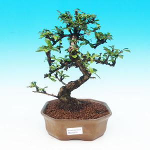 Pokojová bonsai - Carmona macrophylla PB215279