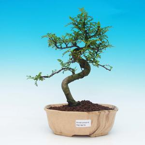 Pokojová bonsai - Caragona spinosa - Pepřovník