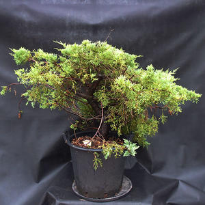 Jalovec - Juniperus sabina NO-27