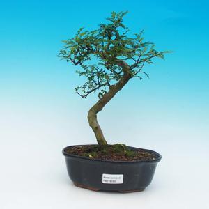 Pokojová bonsai -Ligustrum retusa - malolistý ptačí zob PB216280