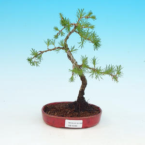 Venkovní bonsai -Borovice blatka vorVB14280