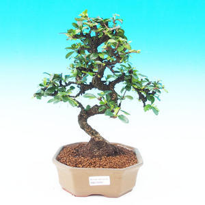 Pokojová bonsai - Carmona macrophylla PB215280