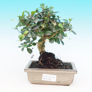 Pokojová bonsai - Carmona macrophylla PB214280