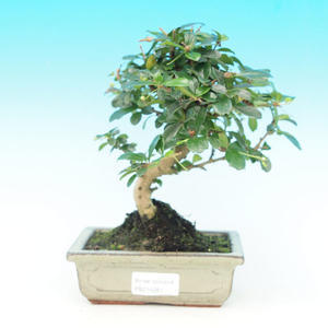Pokojová bonsai - Carmona macrophylla PB214281