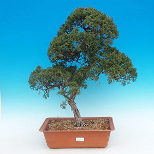 Venkovní bonsai - Jalovec čínský VB14281
