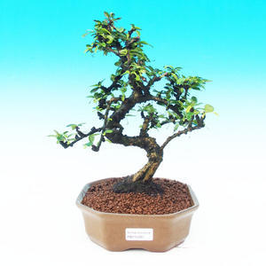 Pokojová bonsai - Carmona macrophylla PB215281