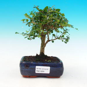 Pokojová bonsai -Ligustrum retusa - malolistý ptačí zob PB216281