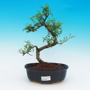 Venkovní bonsai - Javor dlanitolistý VB14282