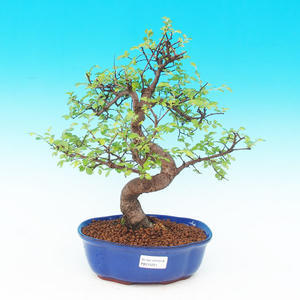 Pokojová bonsai Malolistý jilm - P215291