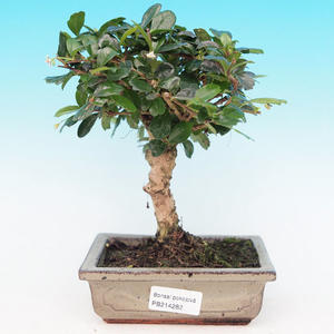 Pokojová bonsai - Carmona macrophylla PB214282