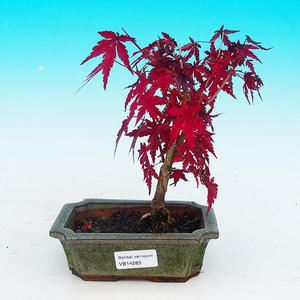 Venkovní bonsai - Javor dlanitolistý VB14283