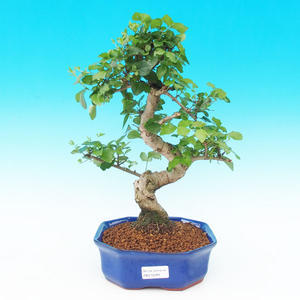 Pokojová bonsai -Ligustrum chinensis - Ptačí zob PB215283