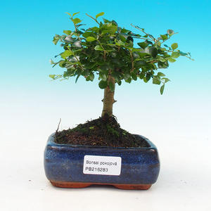 Pokojová bonsai -Ligustrum retusa - malolistý ptačí zob PB216283
