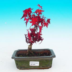 Venkovní bonsai - Javor dlanitolistý VB14284