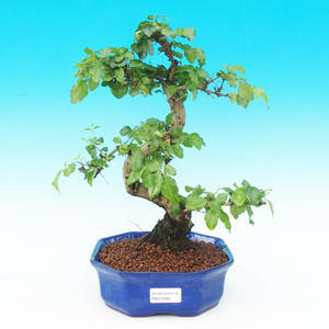 Pokojová bonsai -Ligustrum chinensis - Ptačí zob PB215284