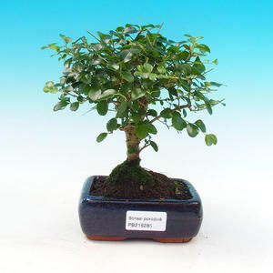 Pokojová bonsai -Ligustrum retusa - malolistý ptačí zob PB216285