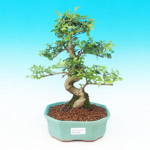 Pokojová bonsai -Ligustrum chinensis - Ptačí zob PB215285