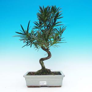 Pokojová bonsai-Podocarpus- kamenný tis