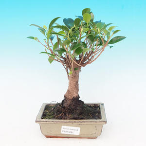 Pokojová bonsai - malolistý fíkus PB214285