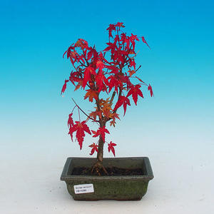 Venkovní bonsai - Javor dlanitolistý VB14286