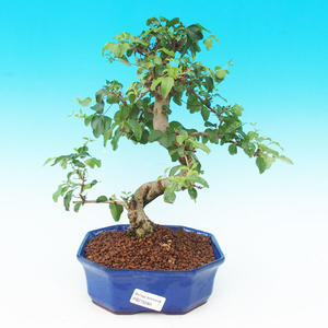 Pokojová bonsai -Ligustrum chinensis - Ptačí zob PB215286