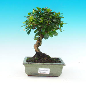 Pokojová bonsai - Carmona macrophylla PB216286