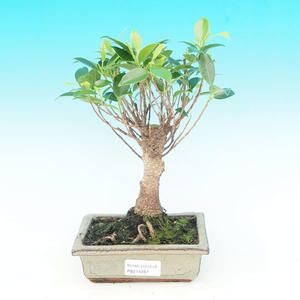Keramická bonsai miska T30287