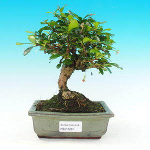 Pokojová bonsai - Carmona macrophylla PB216287